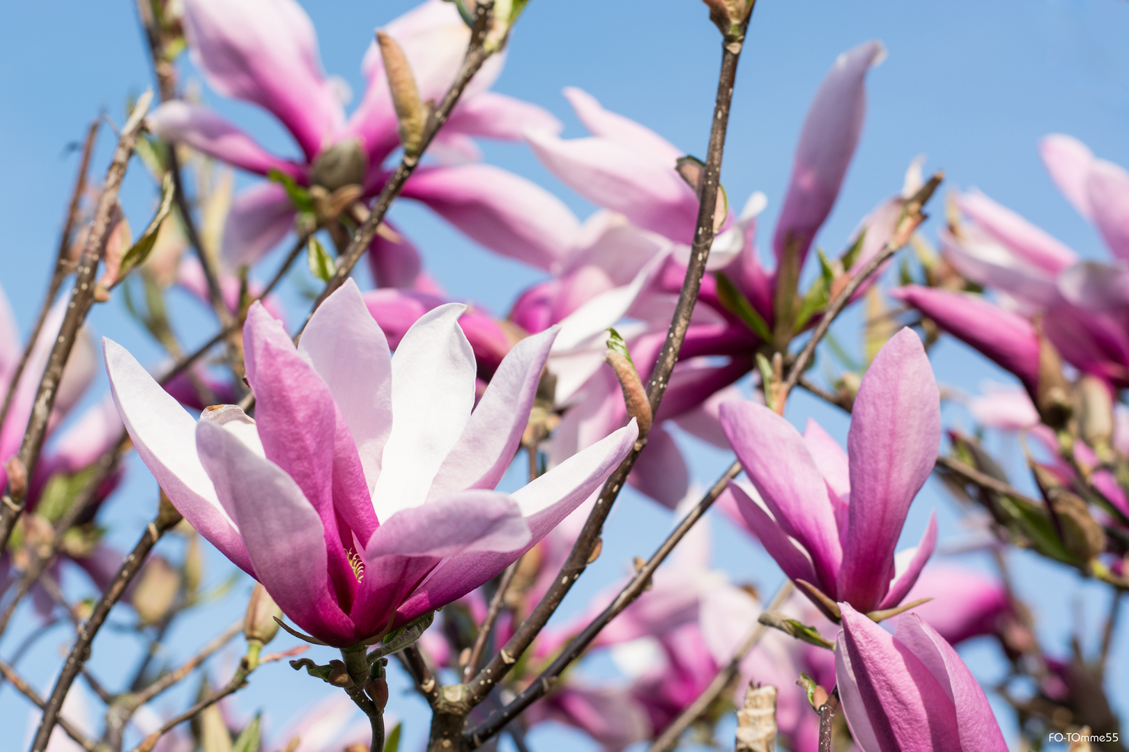 Magnolie in Fallersleben