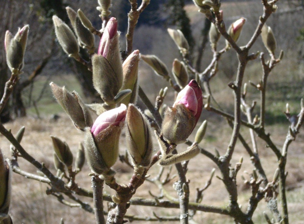 Magnolie in Liemberg