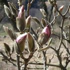 Magnolie in Liemberg