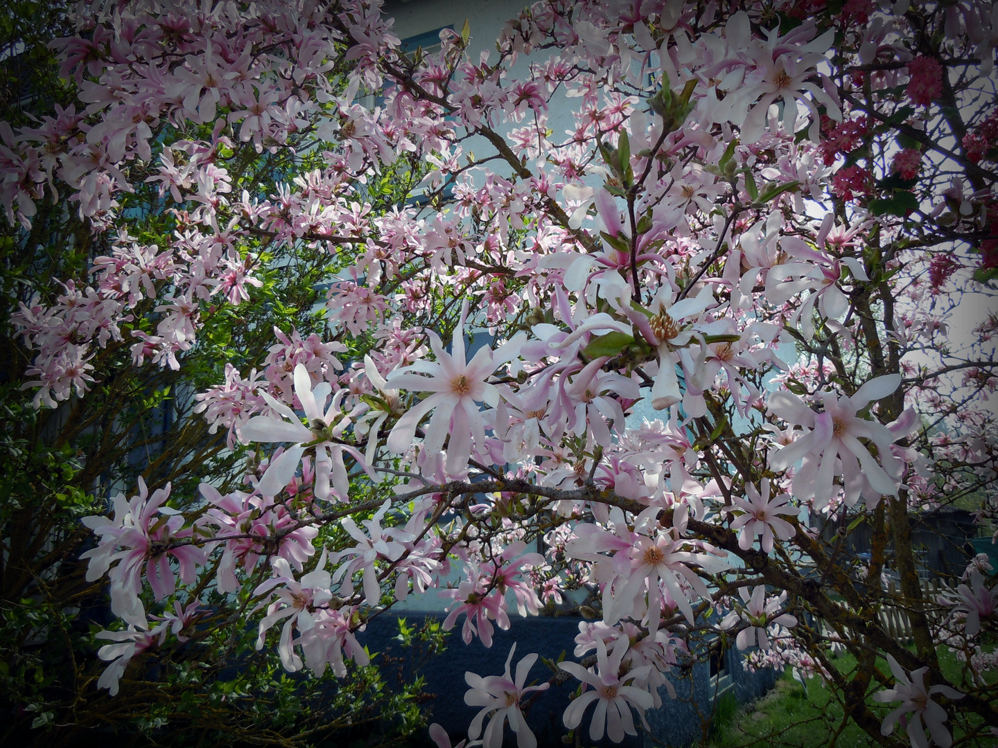 Magnolie in Nachbarsgarten