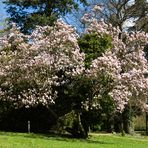 Magnolie in Parklandschaft...