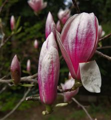 magnolie in rot