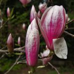 magnolie in rot