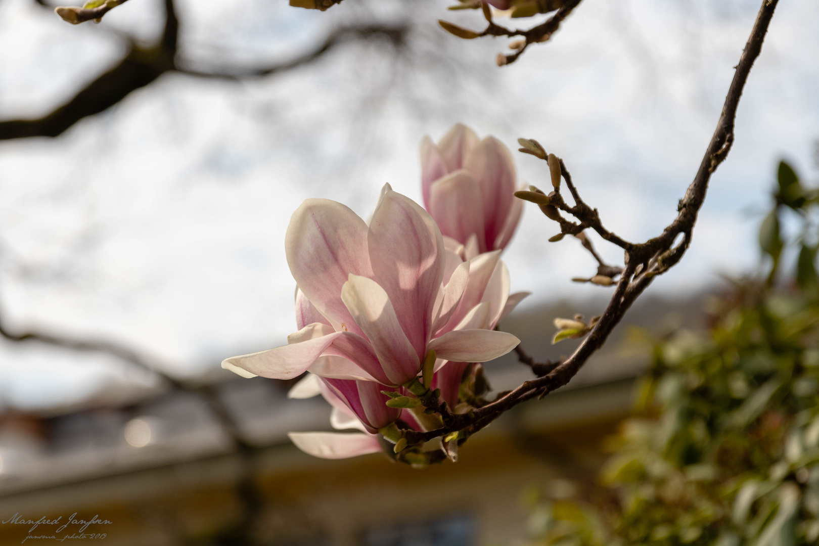 Magnolie in Siegen