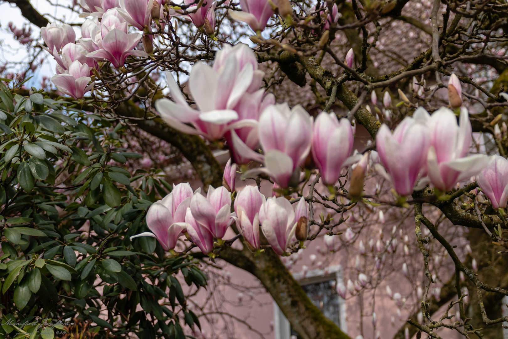 Magnolie in Siegen