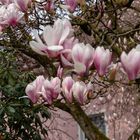 Magnolie in Siegen