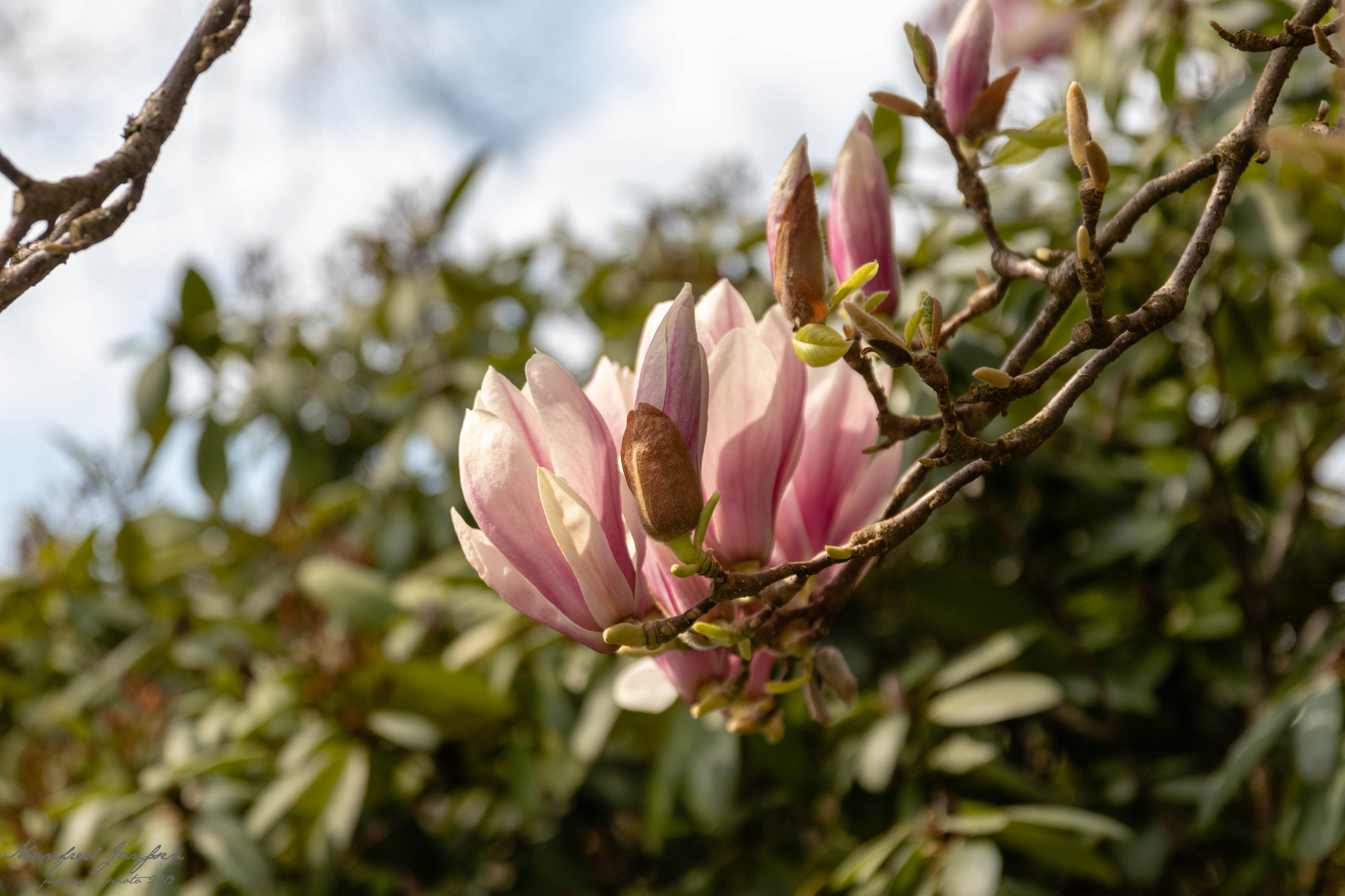 Magnolie in Siegen