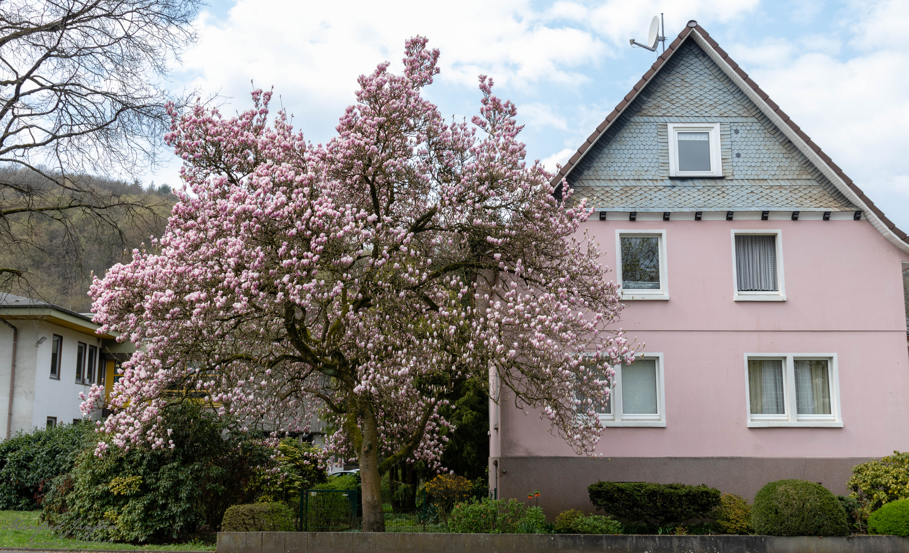 Magnolie in Siegen