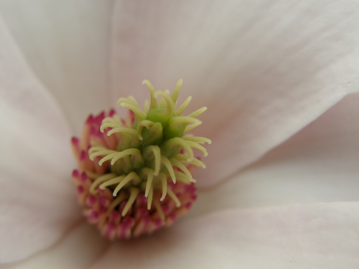 Magnolie in unserem Garten