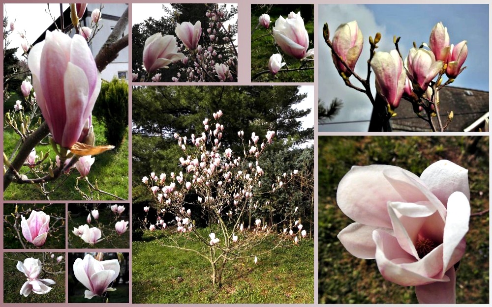 Magnolie in unserem Garten