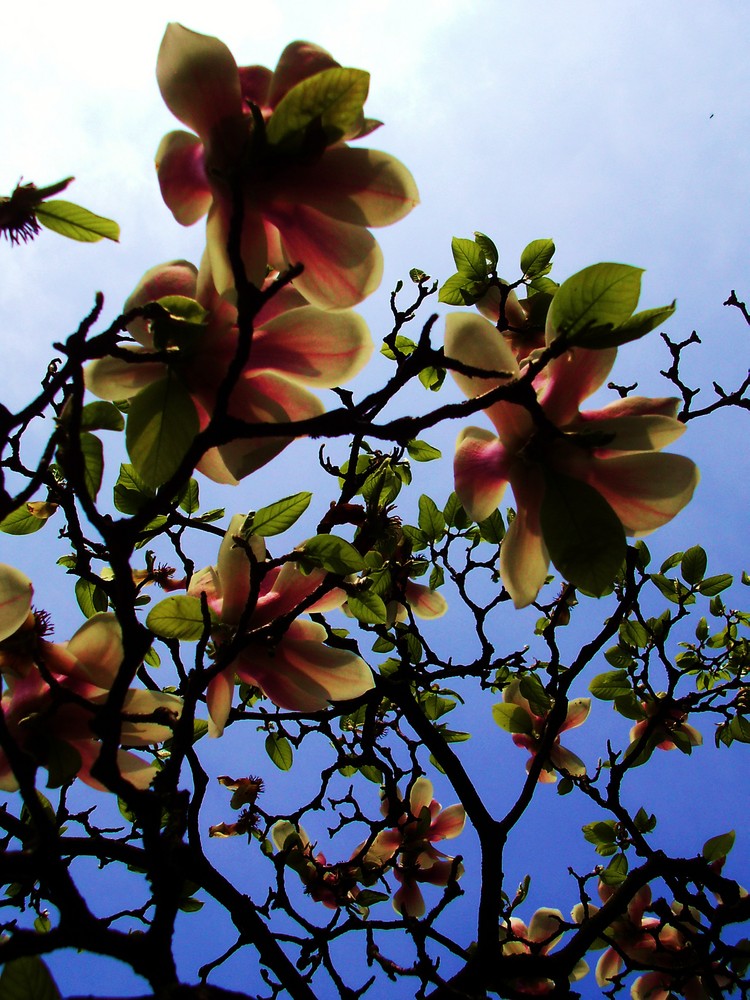 Magnolie in voller Blüte