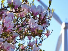 Magnolie in voller Blüte