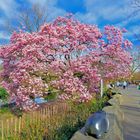 Magnolie in voller Blüte