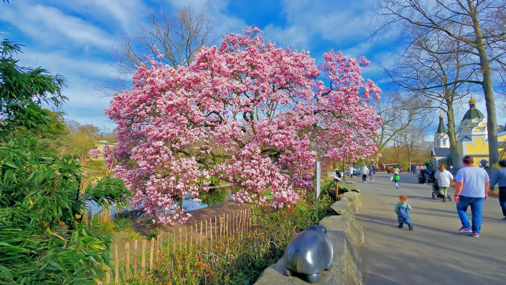 Magnolie in voller Blüte