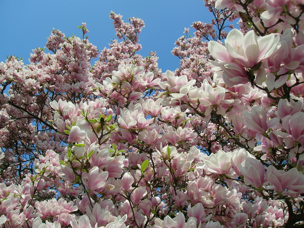 Magnolie in voller Blütenpracht