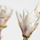 Magnolie in Weiß 