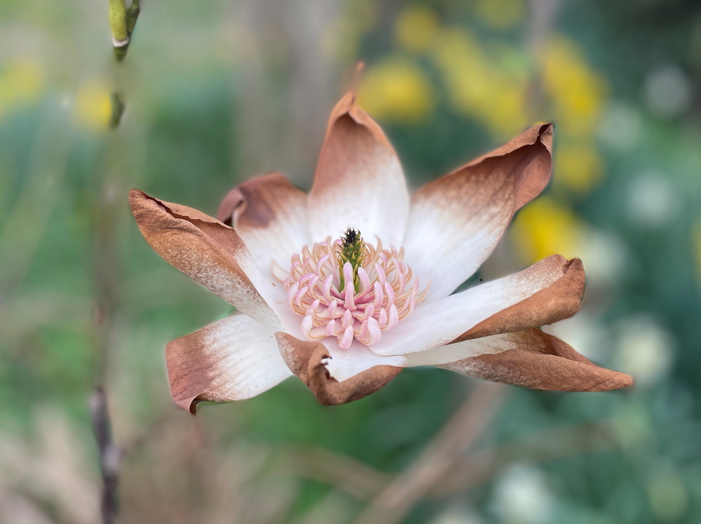 Magnolie Joli Pompon