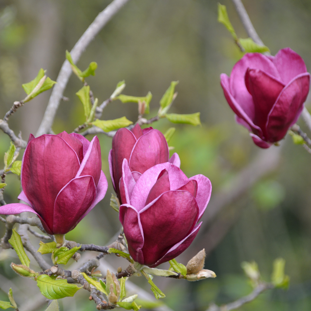 Magnolie mal nicht in rosa!