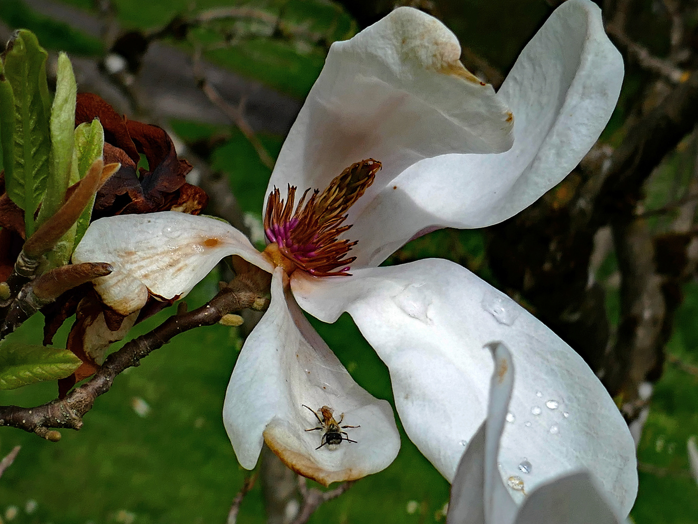 Magnolie mit Gast