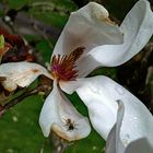 Magnolie mit Gast