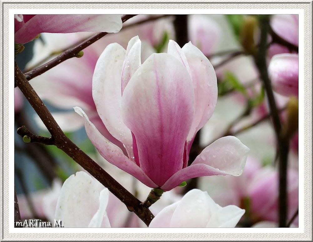 Magnolie  (mit Gedicht)