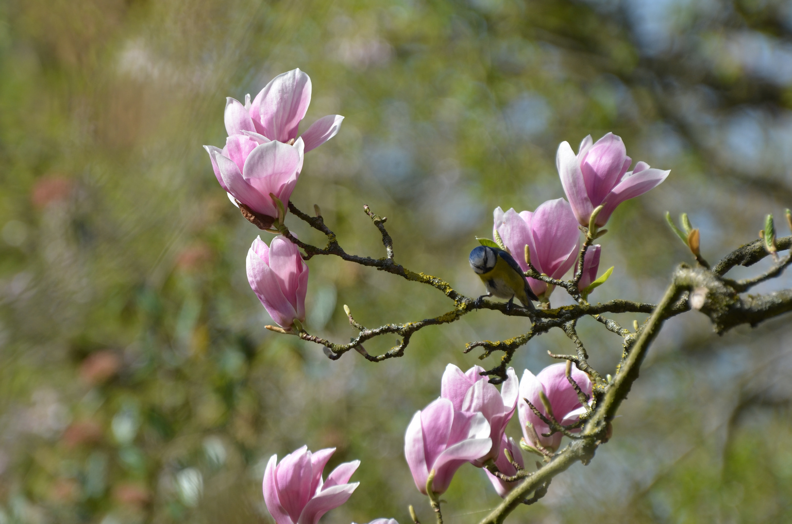 Magnolie mit Pfiff