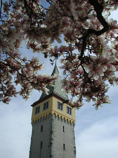 Magnolie mit "Rapunzelturm"