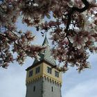 Magnolie mit "Rapunzelturm"