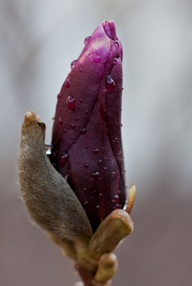 Magnolie mit Regentropfen