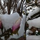 Magnolie mit Schnee 