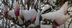 Magnolie mit Schnee 