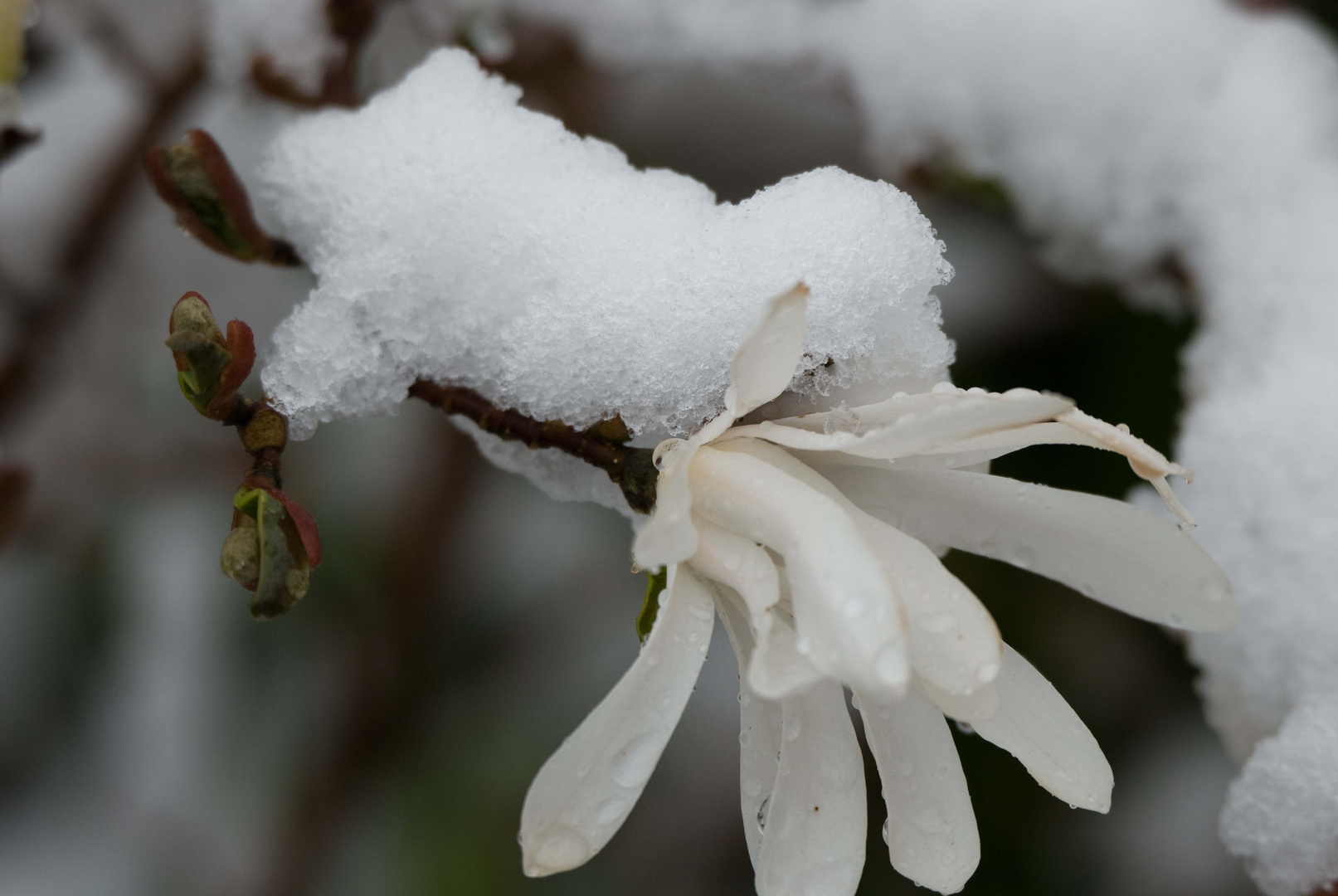 Magnolie mit Schneedecke