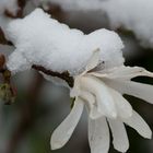 Magnolie mit Schneedecke