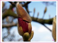 magnolie mit wuschelhut