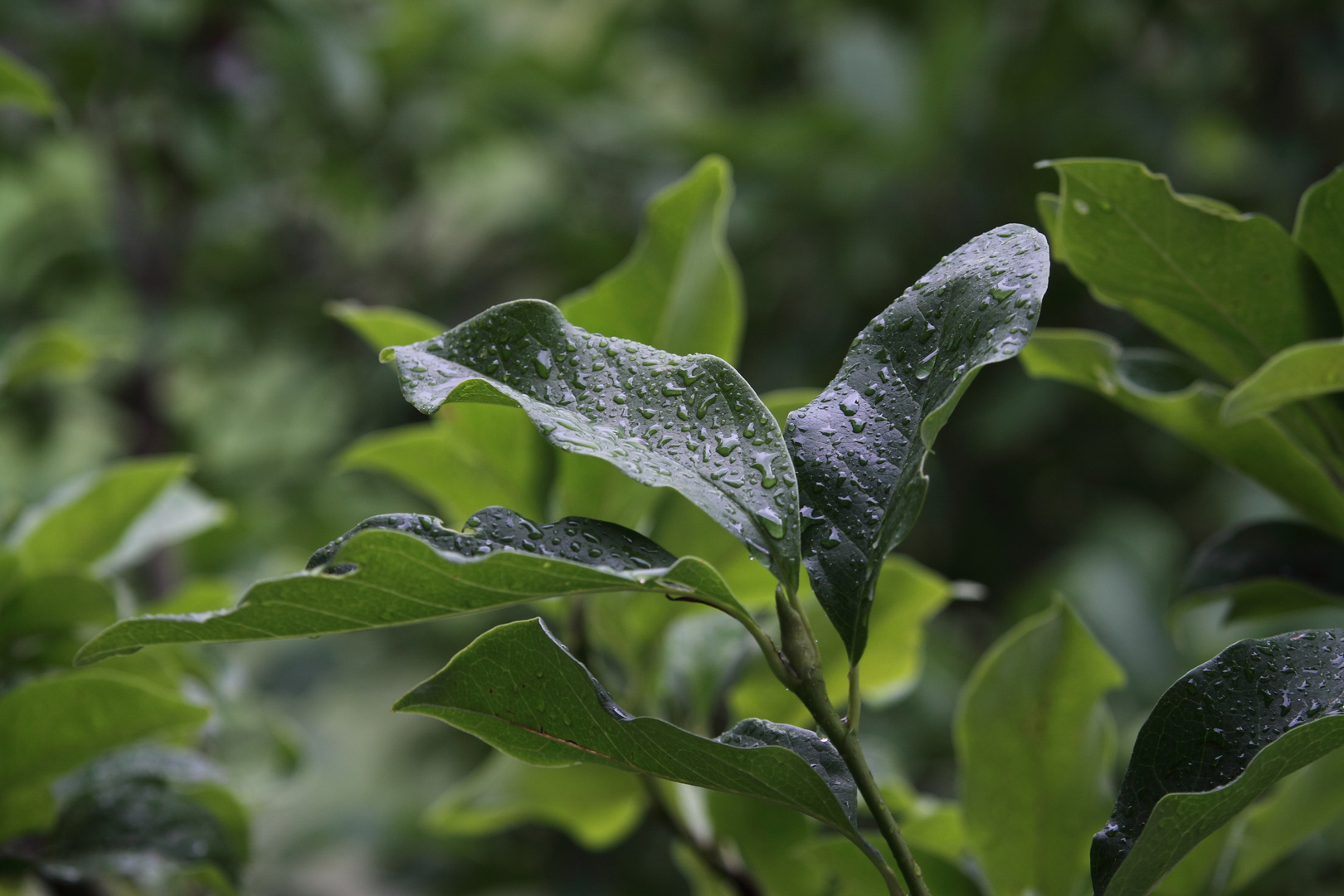 Magnolie nach dem Regen