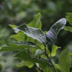 Magnolie nach dem Regen