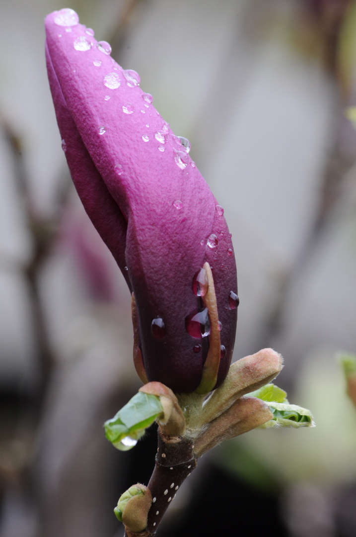 Magnolie nach dem Regen