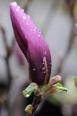 Magnolie nach dem Regen