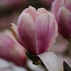 Magnolie nach Regen