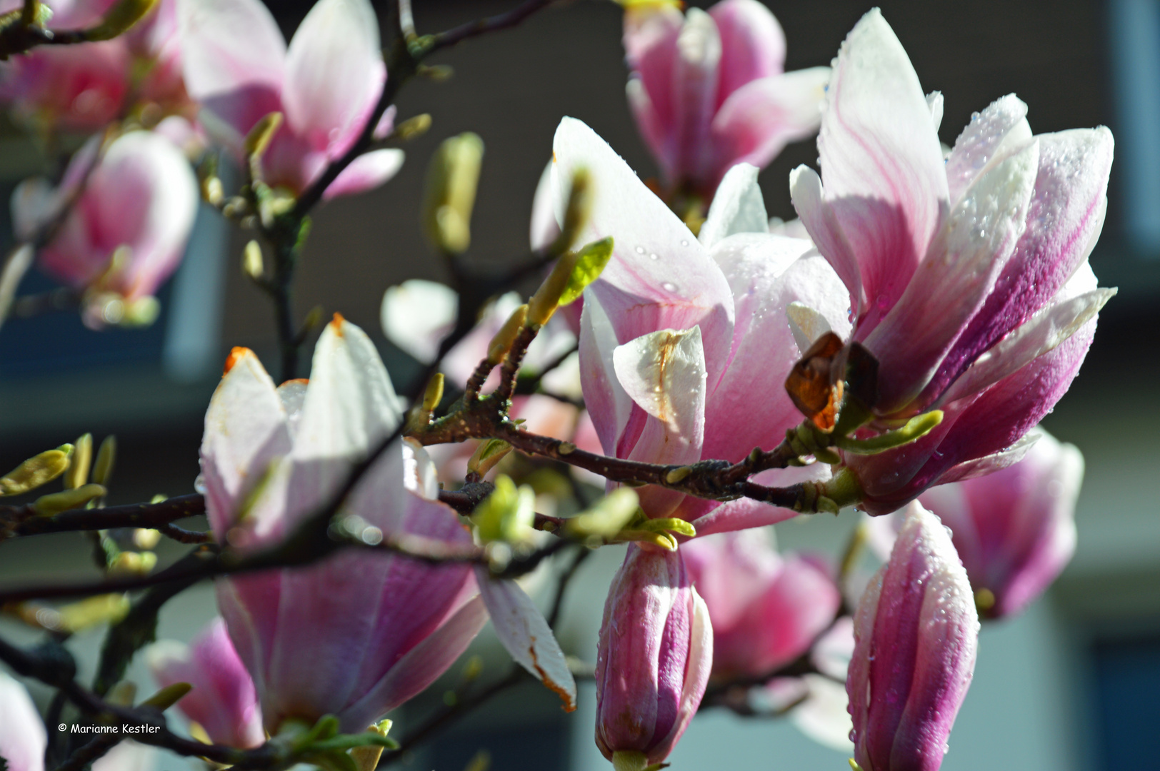 Magnolie nach Regenschauer