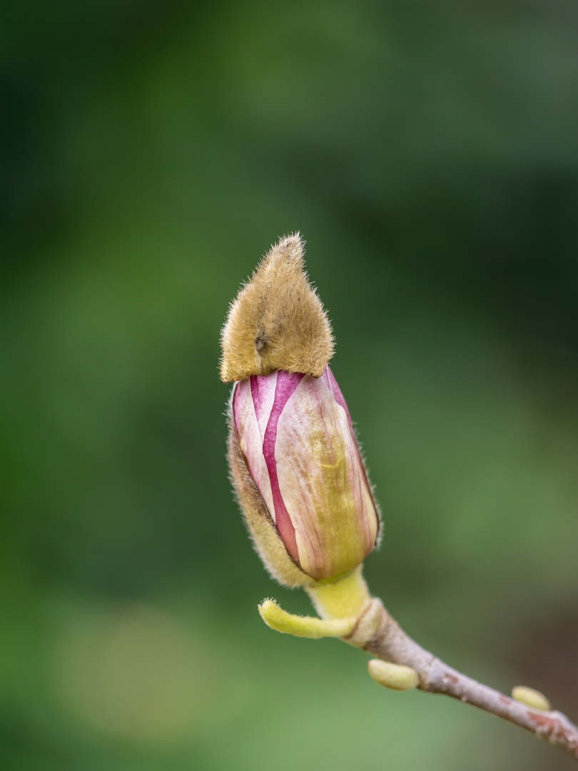 Magnolie noch mit Mütze :-)