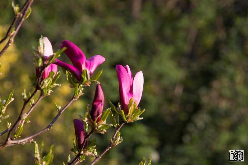 Magnolie pink