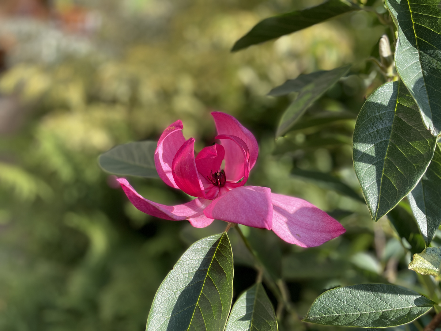 Magnolie Pink Pyramid