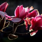 Magnolie Rot