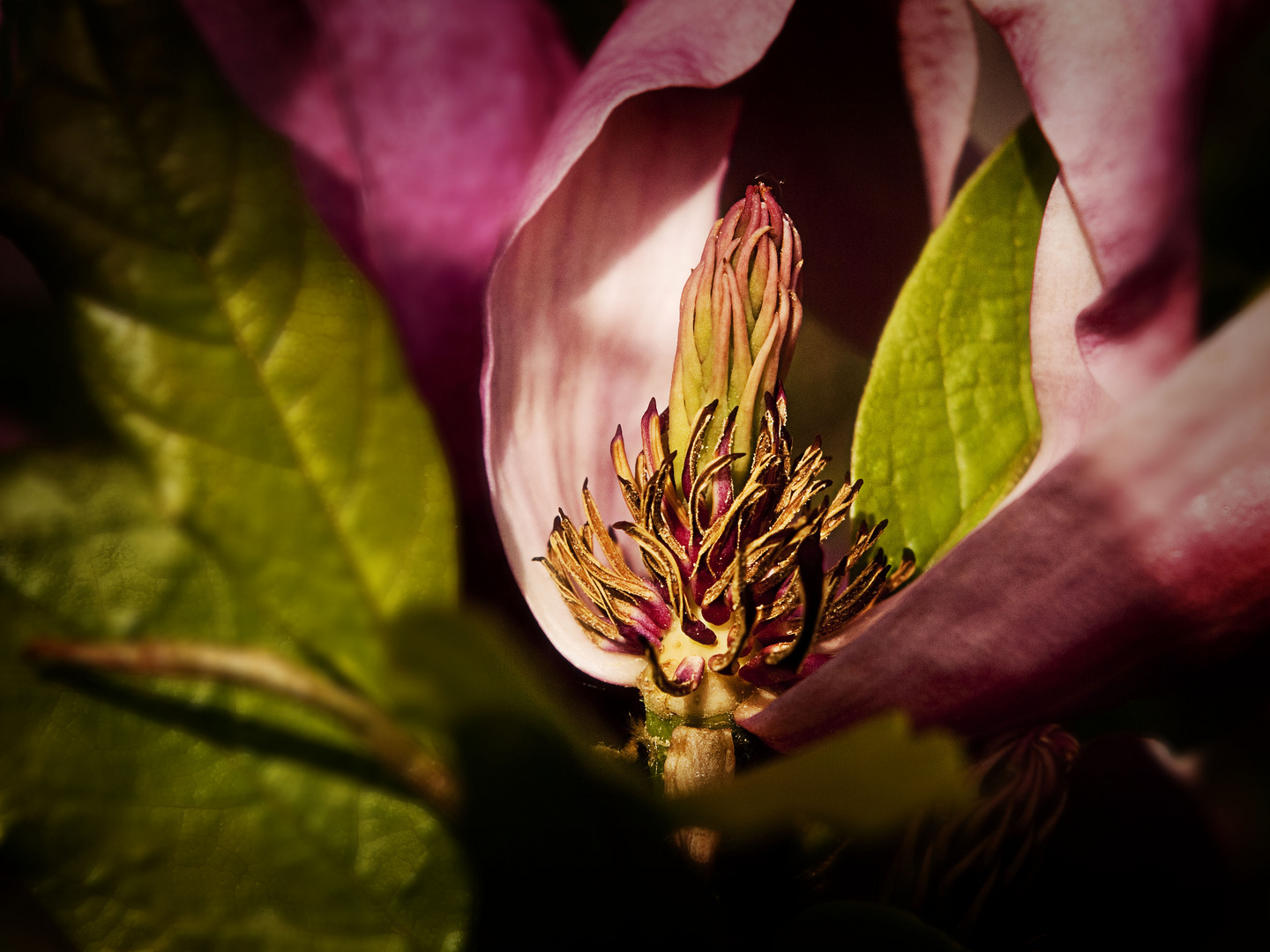 Magnolie (Sinnliche Blüten 2010)