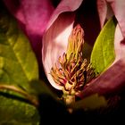 Magnolie (Sinnliche Blüten 2010)