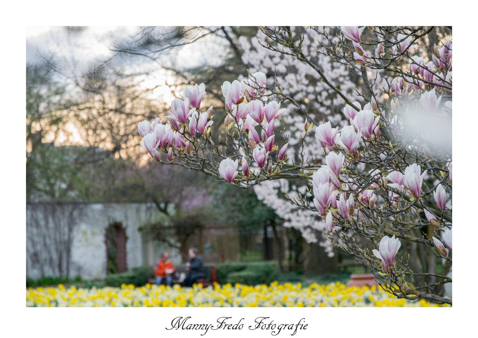 Magnolie Stadtpark NBG