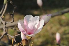 Magnolie (unbearbeitet)