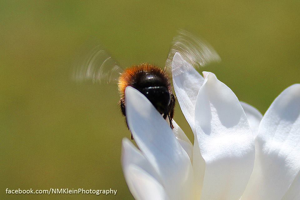 Magnolie und Biene im Anflug!!