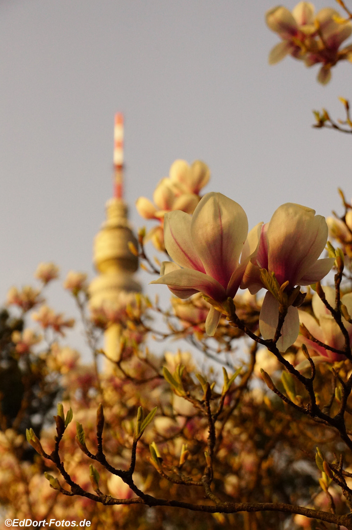 Magnolie und Florian Fernsehturm